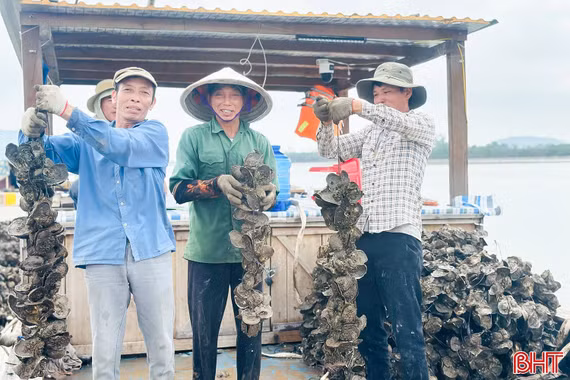 Đa dạng loài nuôi nhuyễn thể, mở hướng phát triển kinh tế bền vững