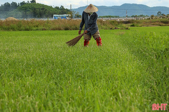 Sâu bệnh diễn biến bất thường, “đe dọa” lúa hè thu
