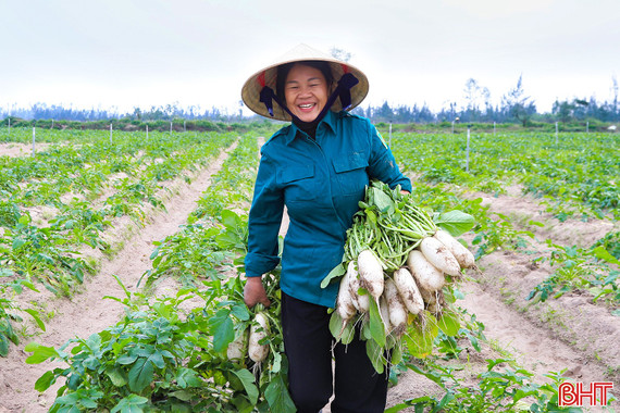 Củ cải được mùa, được giá, nông dân phấn khởi thu hoạch