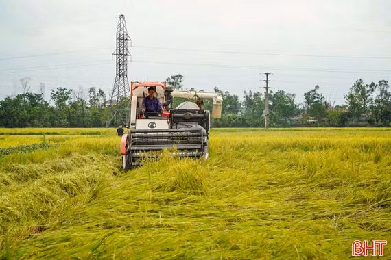 Tranh thủ thời tiết thuận lợi, đẩy nhanh tiến độ thu hoạch lúa xuân
