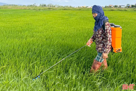 Chủ động ứng phó sâu bệnh, bảo vệ sản xuất lúa hè thu