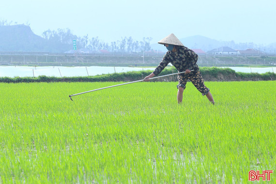 Bám đồng chăm lúa, phòng sớm sâu bệnh hại
