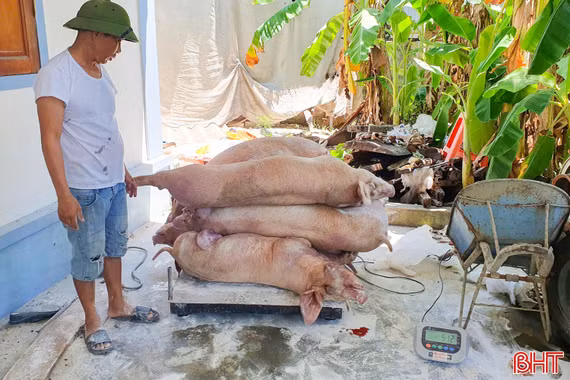Đề nghị hỗ trợ hơn 100 tỷ đồng phục vụ phòng, chống dịch trên vật nuôi
