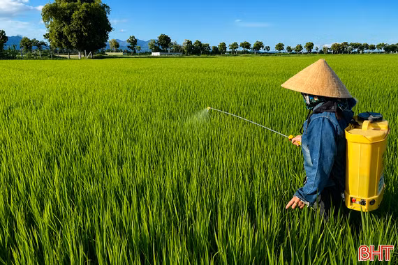 Bám đồng chăm lúa, nông dân Hà Tĩnh hướng tới vụ hè thu thắng lợi