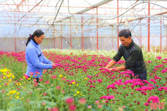 Rực rỡ sắc xuân trên những vườn hoa ở Hà Tĩnh