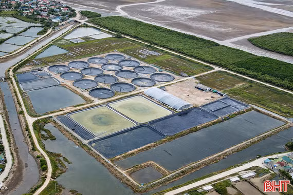 Đầu tư hạ tầng, kiểm soát dịch bệnh - "chìa khóa" cho vụ tôm thắng lợi