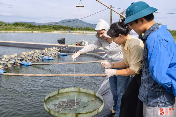 Phát hiện 5 mẫu tôm dương tính với ký sinh trùng gây bệnh