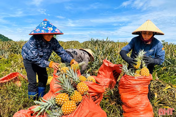 Phát triển vùng nguyên liệu dứa ở Hà Tĩnh: Liên kết phải gắn với trách nhiệm!
