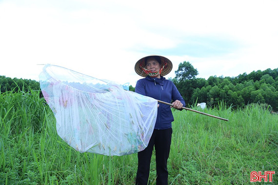 Nông dân Hà Tĩnh “xoay” đủ cách diệt châu chấu tre gây hại cây trồng