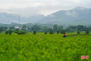 Sáng tinh khôi nơi đồi chè miền biên giới