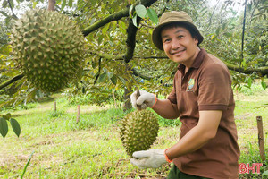 Người dân Hà Tĩnh đã có thể ăn sầu riêng sạch không hóa chất từ WAO FOODs