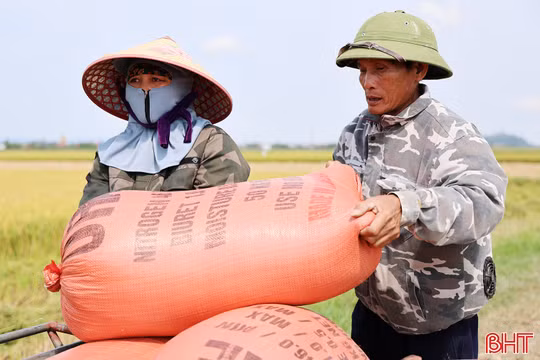 Giá lúa tươi “chạm đáy”, nông dân đối mặt với nguy cơ thua lỗ