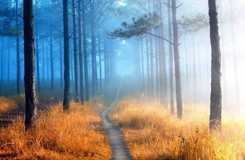 Ngày 27/12, nhóm 5 tác giả Đặng Văn An, Võ Trang, Thanh Thúy, Nguyễn Tất Thắng và Nguyễn Trọng Bảo Toàn triển lãm 40 bức ảnh về Đà Lạt tại khuôn viên Nhà khách Tổng Liên đoàn Lao động, số 1 Yersin, TP Đà Lạt. Ảnh: Khu rừng cổ tích.