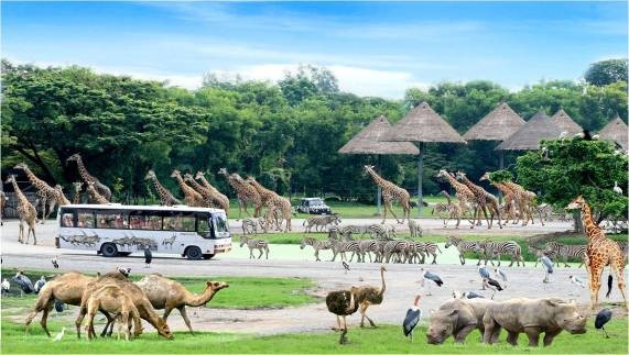 Tìm hiểu và quan sát hàng trăm loài động vật quý hiếm tại vườn thú mở tự nhiên Safari World Tìm hiểu và quan sát hàng trăm loài động vật quý hiếm tại vườn thú mở tự nhiên Safari World