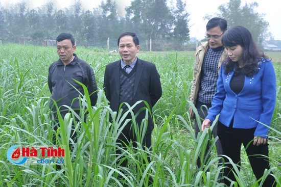 Các mô hình chăn nuôi bò liên kết "4 nhà" cho hiệu quả bền vững ảnh 3