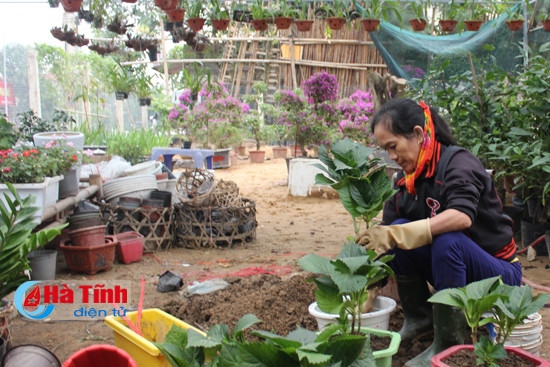 Nhộn nhịp thị trường hoa, cây cảnh ảnh 3 Nhộn nhịp thị trường hoa, cây cảnh ảnh 3