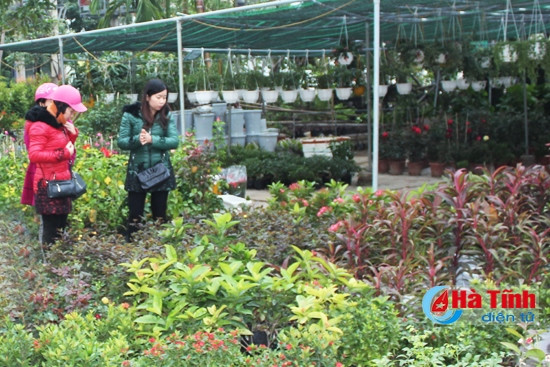 Nhộn nhịp thị trường hoa, cây cảnh ảnh 1 Nhộn nhịp thị trường hoa, cây cảnh ảnh 1