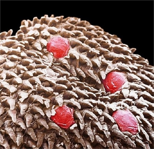 Lột trần bộ mặt thật của cuộc sống khiến bạn "muốn xỉu" ảnh 6