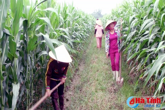 Cẩm Xuyên tổ chức sản xuất theo phương thức cánh đồng lớn ảnh 1 Cẩm Xuyên tổ chức sản xuất theo phương thức cánh đồng lớn ảnh 1