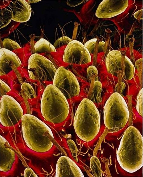 Lột trần bộ mặt thật của cuộc sống khiến bạn "muốn xỉu" ảnh 11