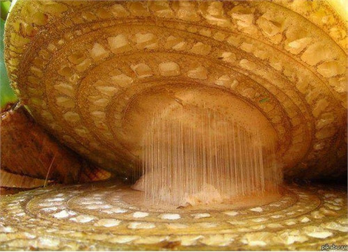 Thứ mà chúng ta thường gọi là cây chuối thực chất là một loại thân giả. Thân chuối thật nằm ngầm trong đất cơ.