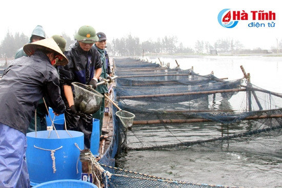 Thu hoạch cá mú đợt đầu tiên tại vùng nuôi Thạch Lạc ảnh 2