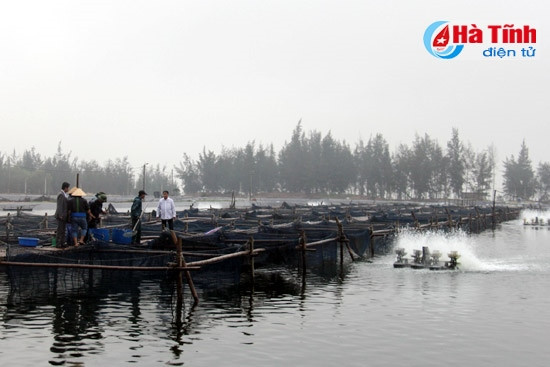 Thu hoạch cá mú đợt đầu tiên tại vùng nuôi Thạch Lạc ảnh 1