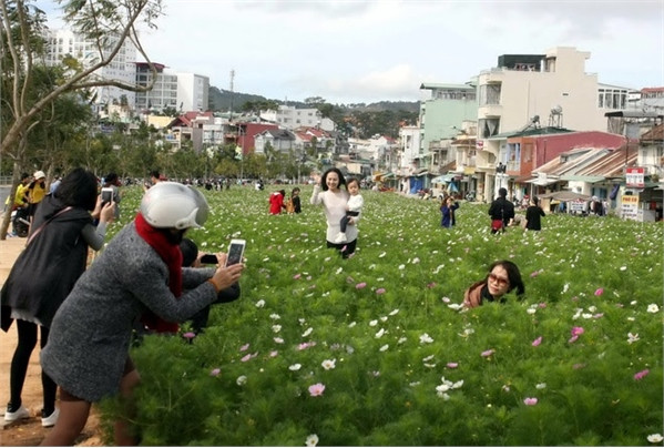 Đà Lạt hoa "tràn xuống phố" chờ khai hội ảnh 3