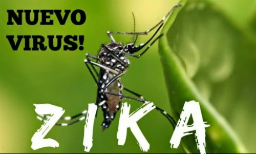 Muỗi Aedes truyền Virus Zika. Ảnh: CYTDP.