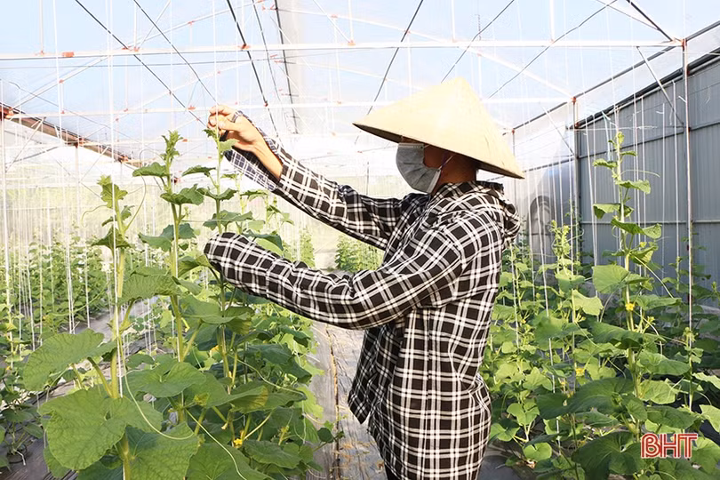 TP Hà Tĩnh tập trung tích tụ đất đai, phát triển nông nghiệp đô thị