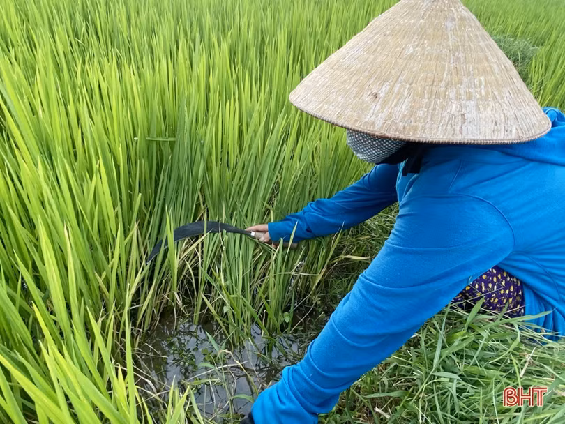 Nông dân Hà Tĩnh “bám” đồng, hy vọng vụ mùa bội thu