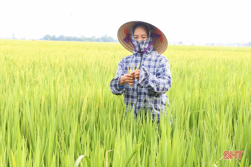 Nông dân Hà Tĩnh “bám” đồng, hy vọng vụ mùa bội thu