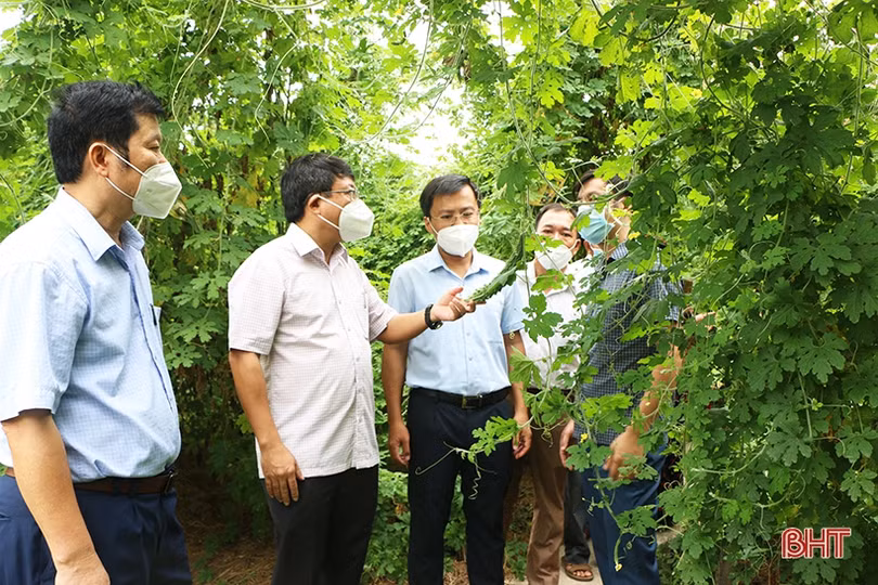 TP Hà Tĩnh tập trung tích tụ đất đai, phát triển nông nghiệp đô thị