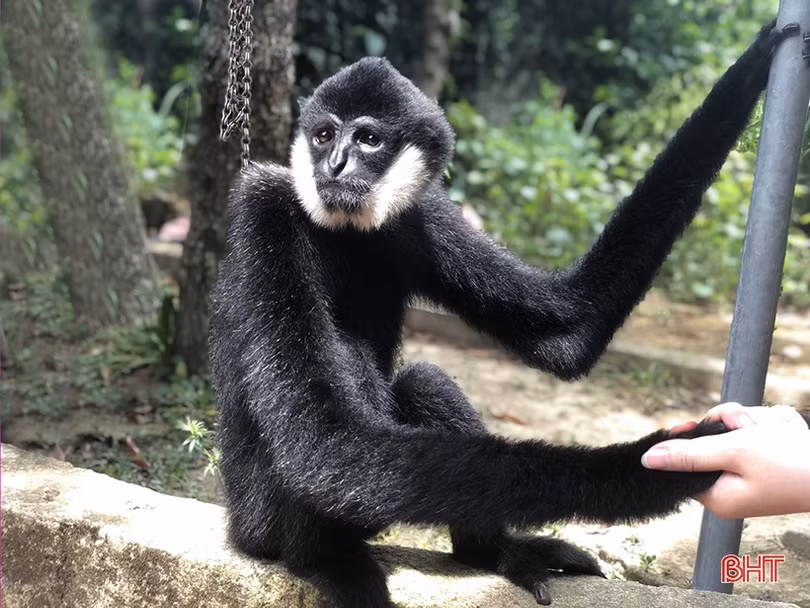 Vườn Quốc gia Vũ Quang tiếp nhận cá thể vượn đen má trắng quý hiếm