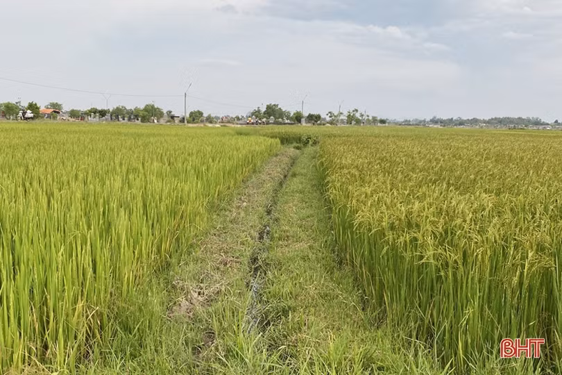 Nông dân Hà Tĩnh “bám” đồng, hy vọng vụ mùa bội thu