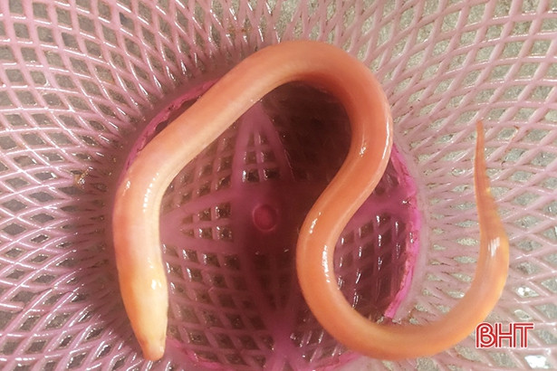 Một người dân ở Hà Tĩnh bắt được lươn vàng