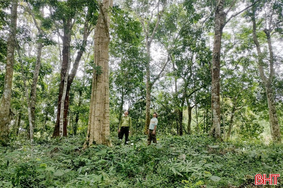 Bảo vệ động vật quý hiếm, thực vật đặc hữu để làm giàu cho đại ngàn