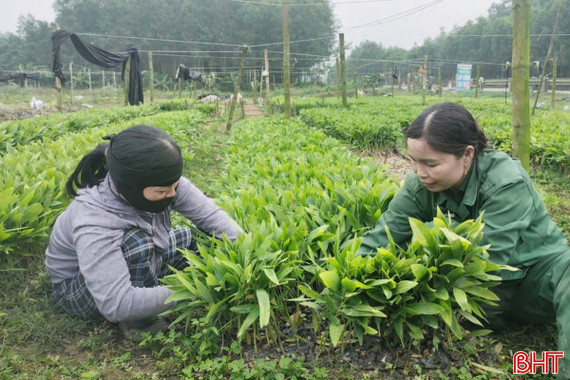 Giá cây giống keo, tràm cao chưa từng có!