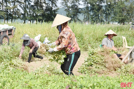 Nông dân Thạch Hà vào vụ thu hoạch lạc xuân