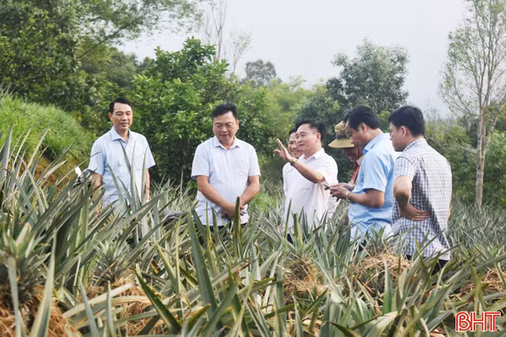 Phó Chủ tịch UBND tỉnh kiểm tra mô hình trồng dứa liên kết