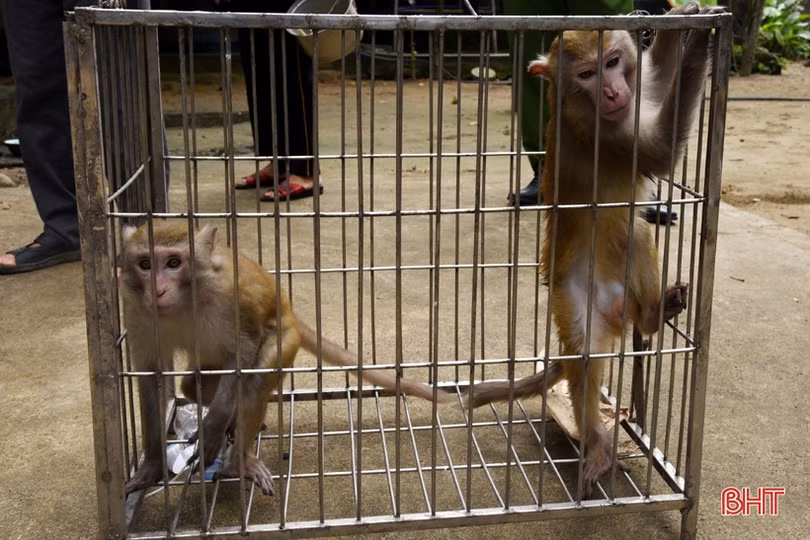 Bàn giao 3 cá thể khỉ quý hiếm cho Vườn Quốc gia Vũ Quang