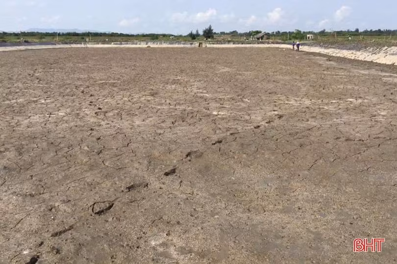 Lộc Hà hướng tới mục tiêu hơn 2.450 tấn thủy sản nuôi trồng vùng mặn, lợ