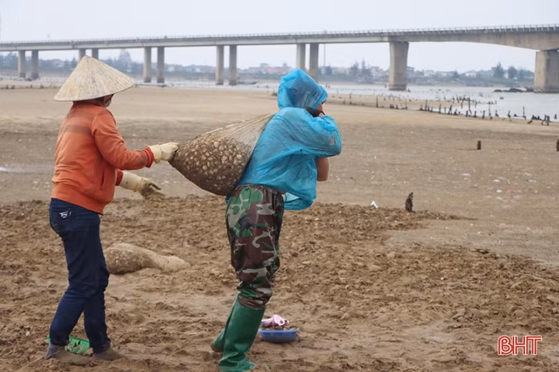 Vì sao ngao, hàu nuôi ở Cẩm Xuyên bị chết?