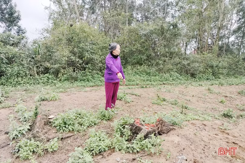 Không có cơ sở để công nhận QSDĐ cho bà Phan Thị Nhuận ở Nghi Xuân