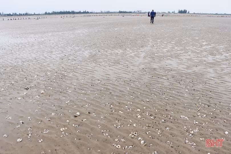 Vì sao ngao, hàu nuôi ở Cẩm Xuyên bị chết?