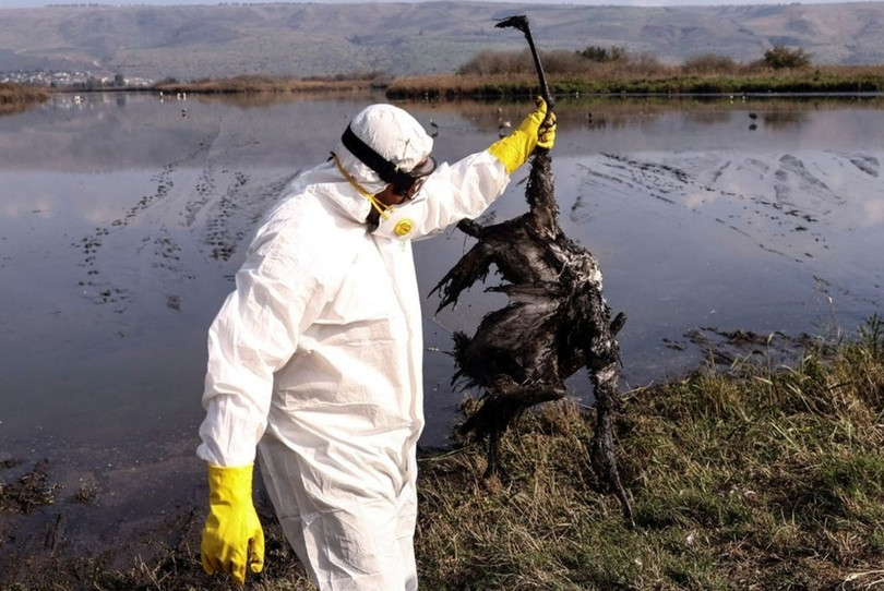 WHO lo ngại sau cái chết vì H5N1 của bé gái ở Campuchia