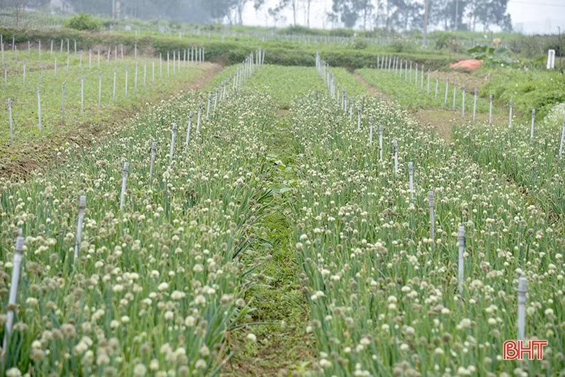Trồng hành lá cho thu nhập khá ở Can Lộc