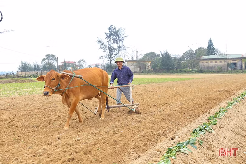 Nông dân Hà Tĩnh tập trung gieo trồng, “khép” thời vụ cây trồng cạn vụ xuân