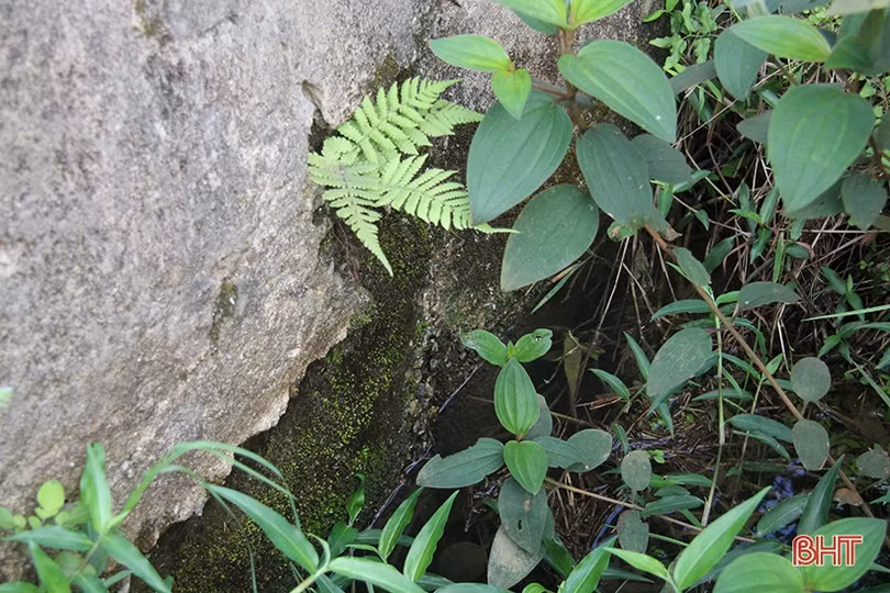 Sớm hồi sinh gần 10 ha đất trồng lúa bị sình lầy, bỏ hoang ở Nghi Xuân