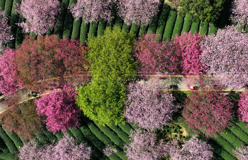 Ngẩn ngơ vẻ đẹp hoa anh đào giữa đồi trà xanh ngát